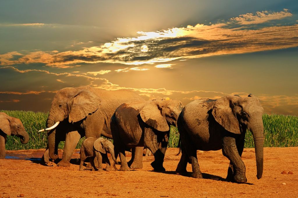 Addo Elephant National Park south africa