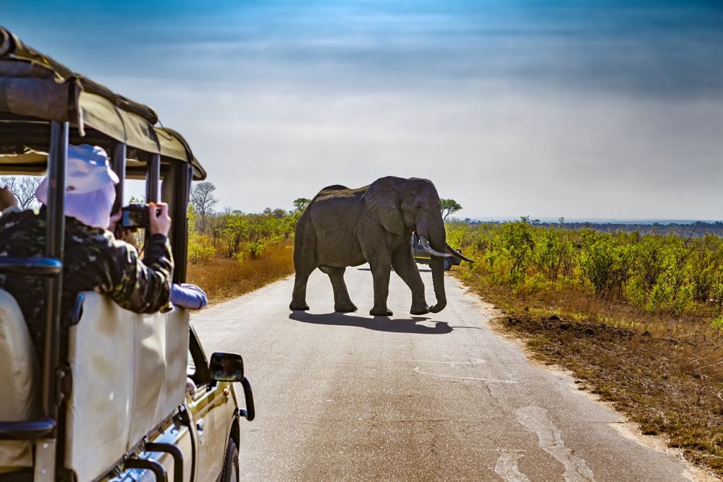 safari south africa