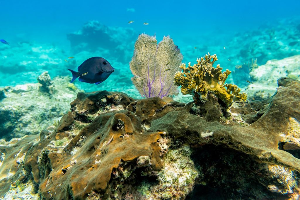 scuba diving Turks and Caicos