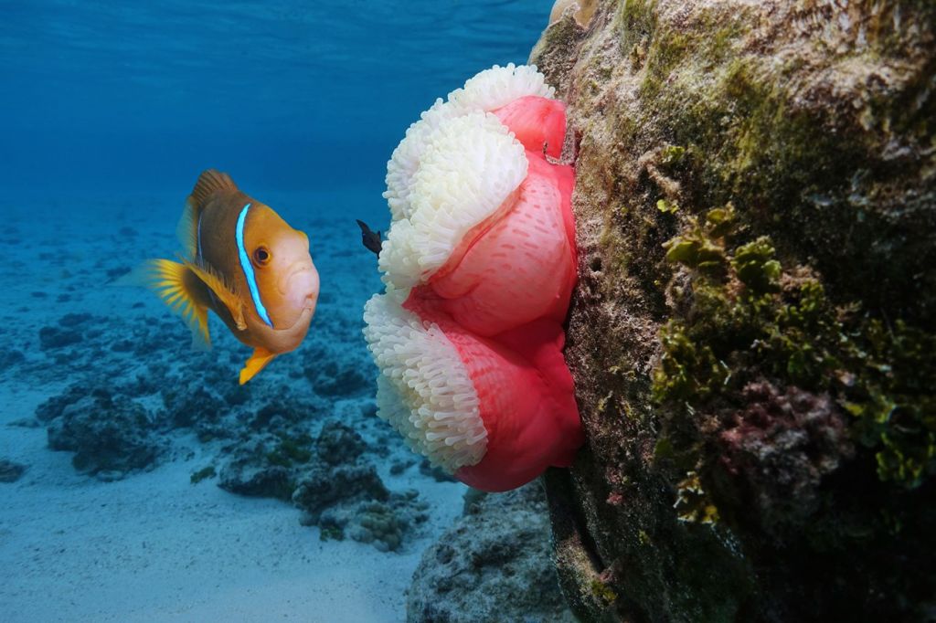 nature and wildlife Cook Islands