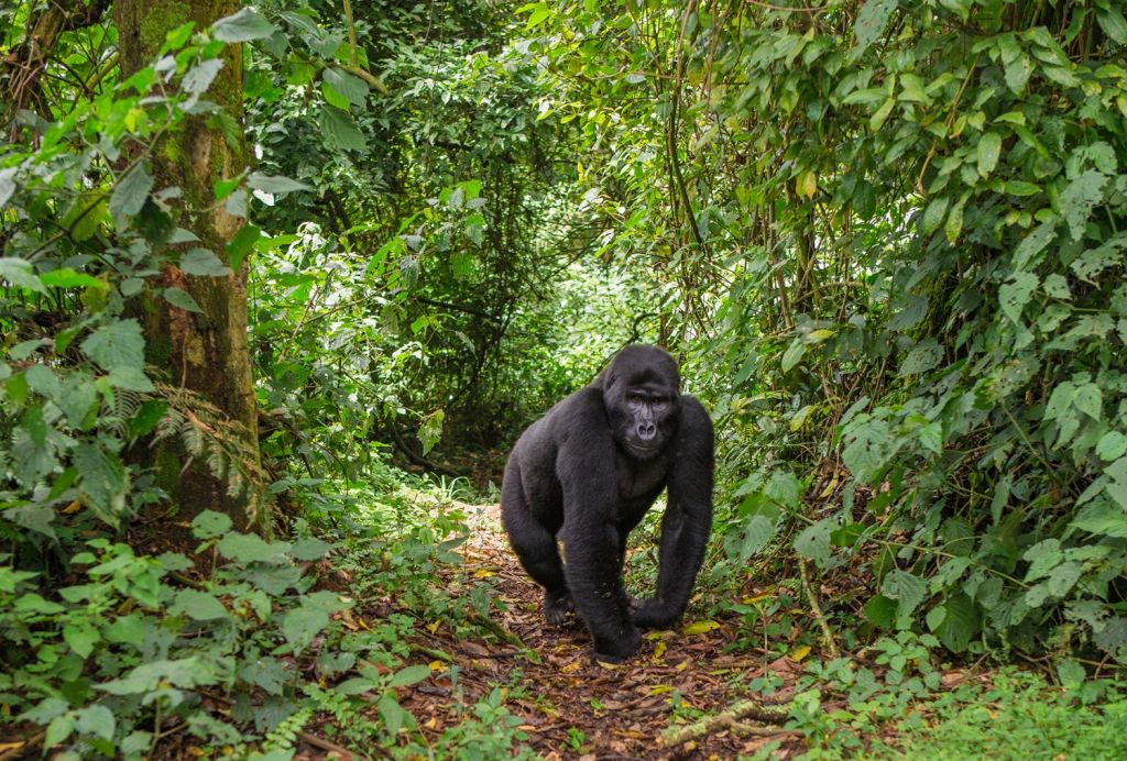 Bwindi National Park (Uganda)