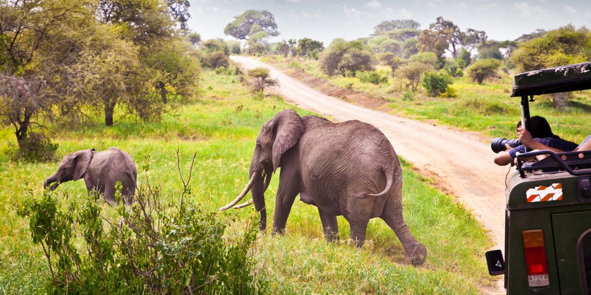 8 of the best safari destinations in africa