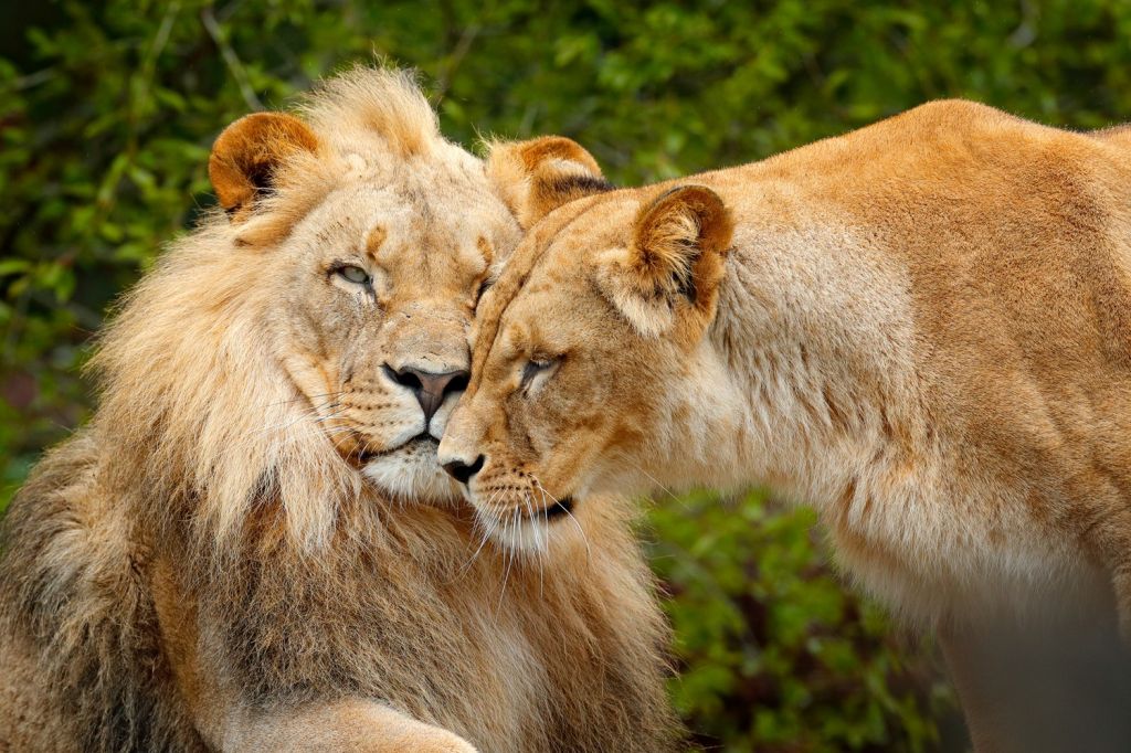 Chobe National Park (Botswana)