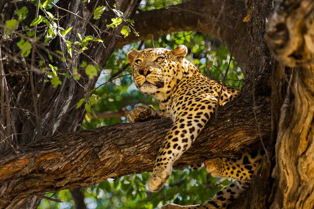 Okavango Delta Safari (Botswana)