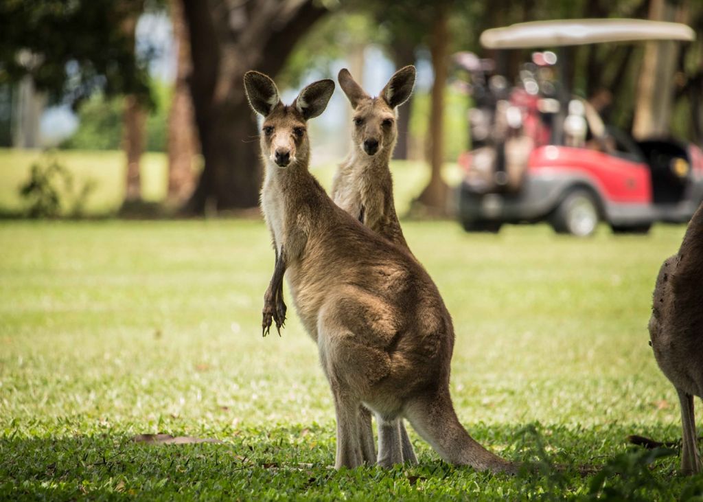australia golf