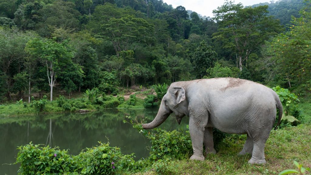 Elephant Sanctuaries in Phuket