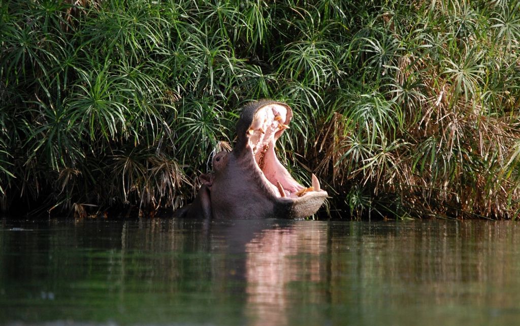 Mzima Springs