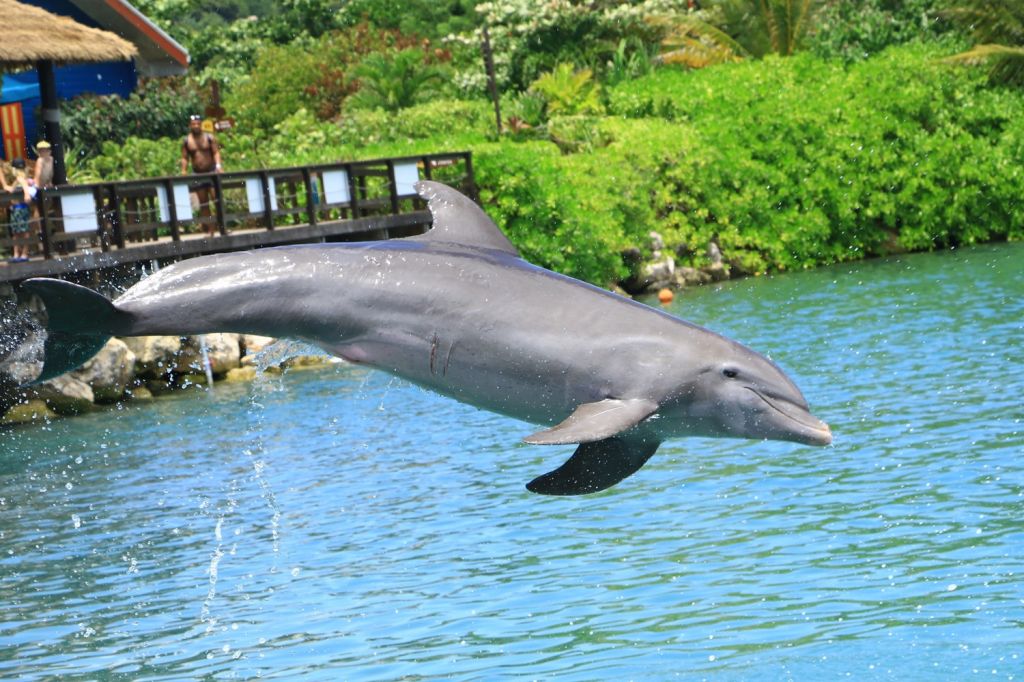 Dolphin Cove