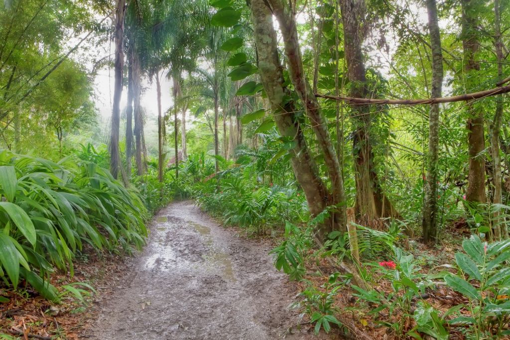 Mystic Mountain, Rainforest Adventures