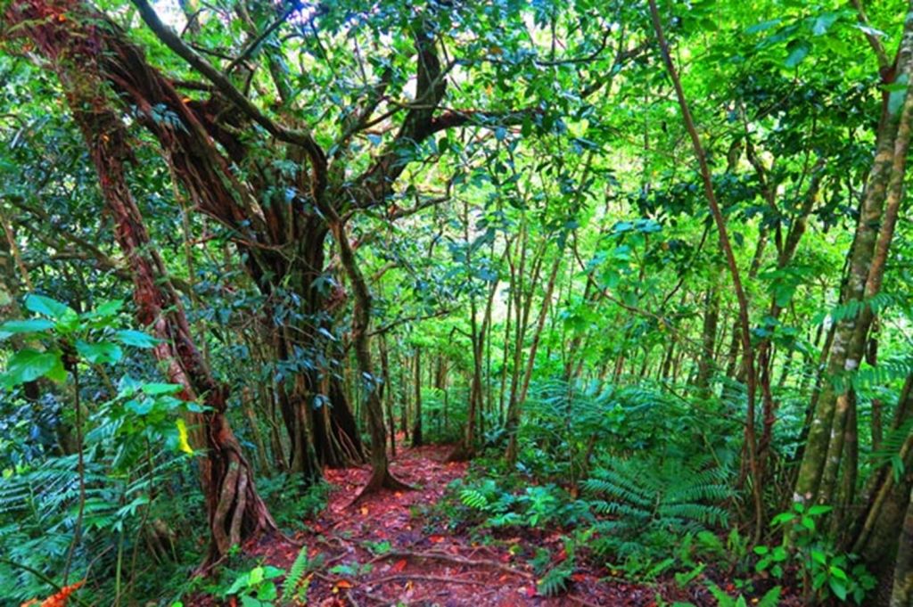 Cros-Island-Track-Rarotonga-Cook-Islands-thick-rainforest