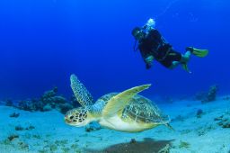 Top 10 dive sites in Asia