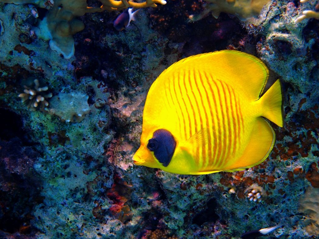 Tubbataha Reef, Philippines