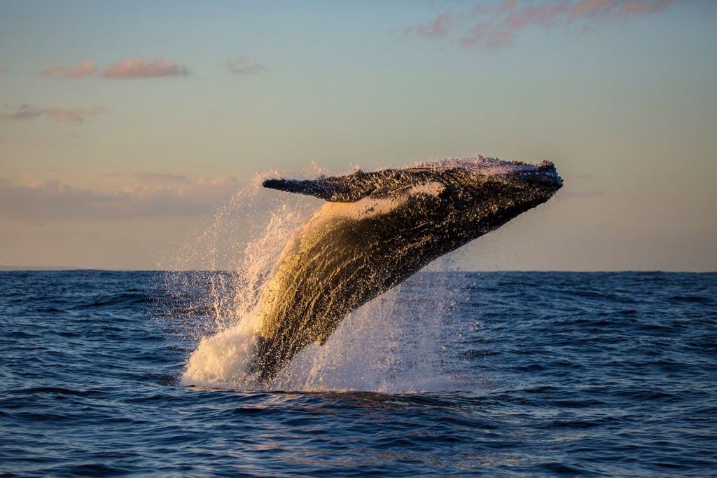 whale watching Colombia