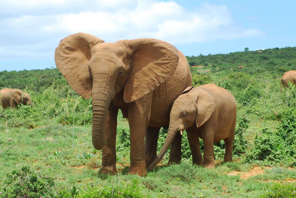 Addo Elephant National Park