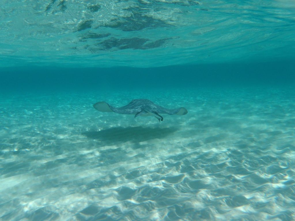 swim in Grand Cayman