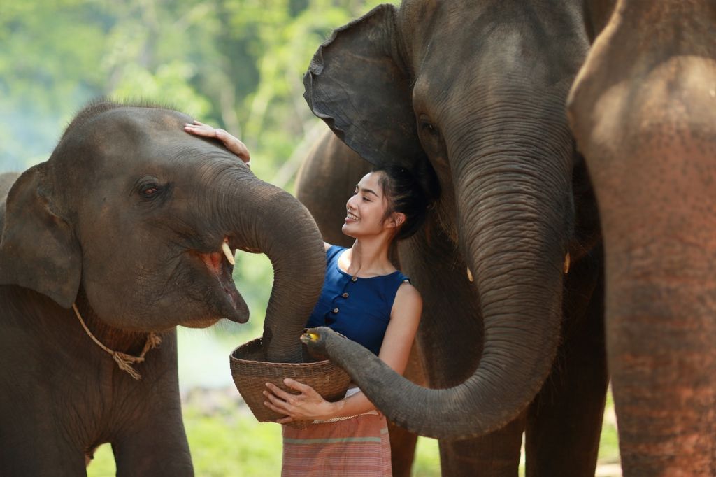 Play with the elephants