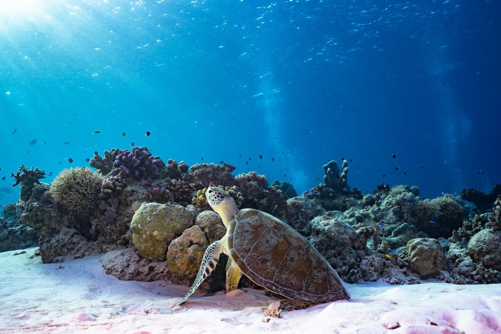 Tubbataha Reef National Marine Park