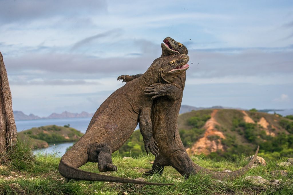 Komodo Dragons