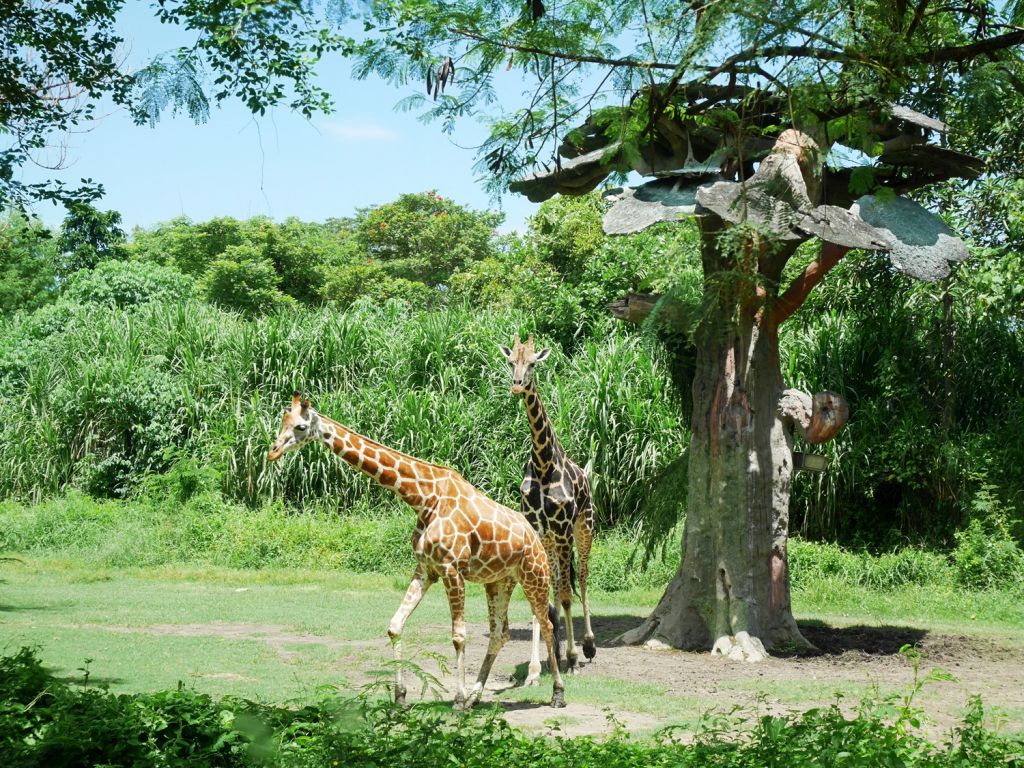 Bali Safari & Marine Park