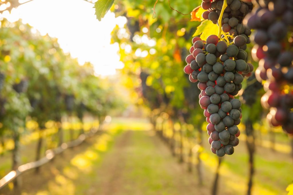 wine Lefkada