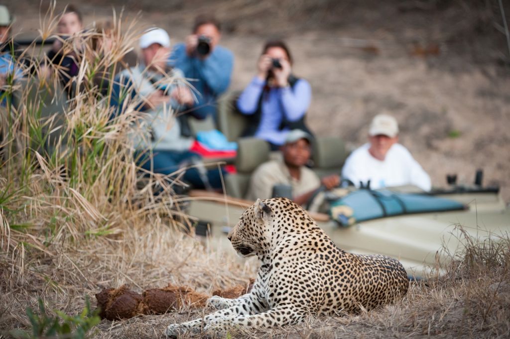 Safari Africa