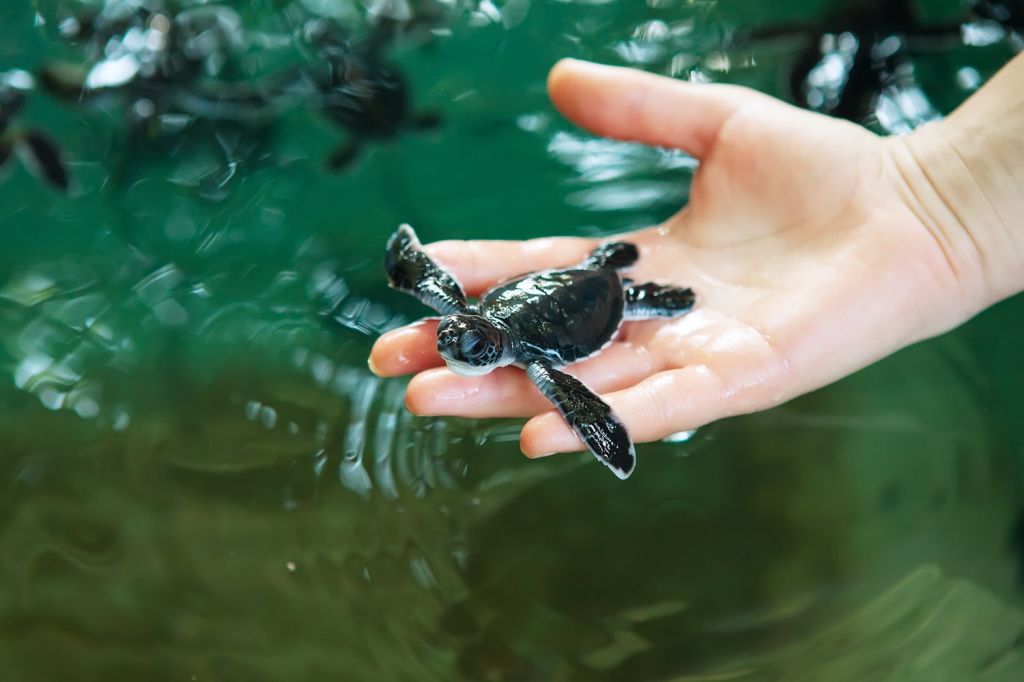 Visit the Turtle Conservation - Sanur