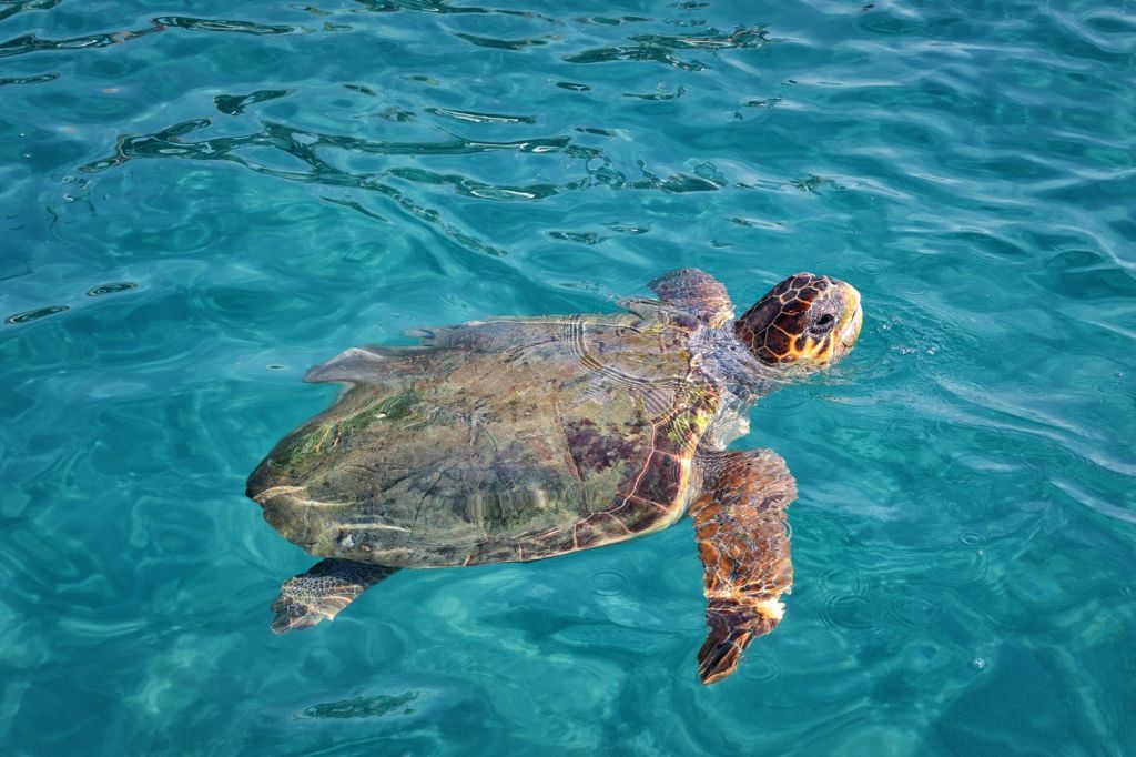 Zakynthos National Marine Park - Zante