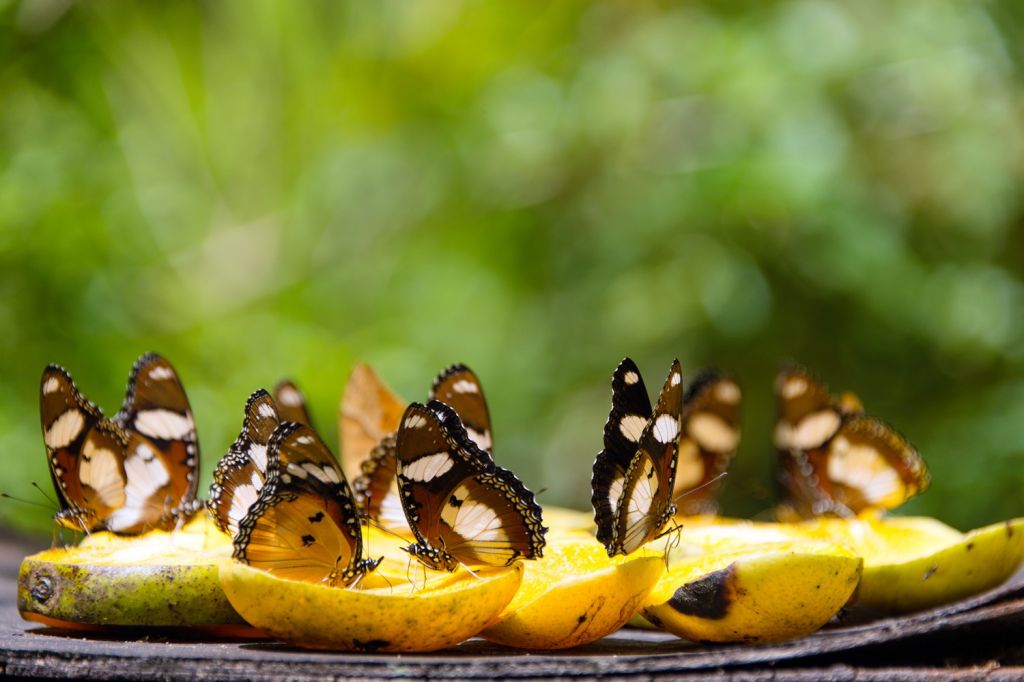 Butterfly Center - Zanzibar