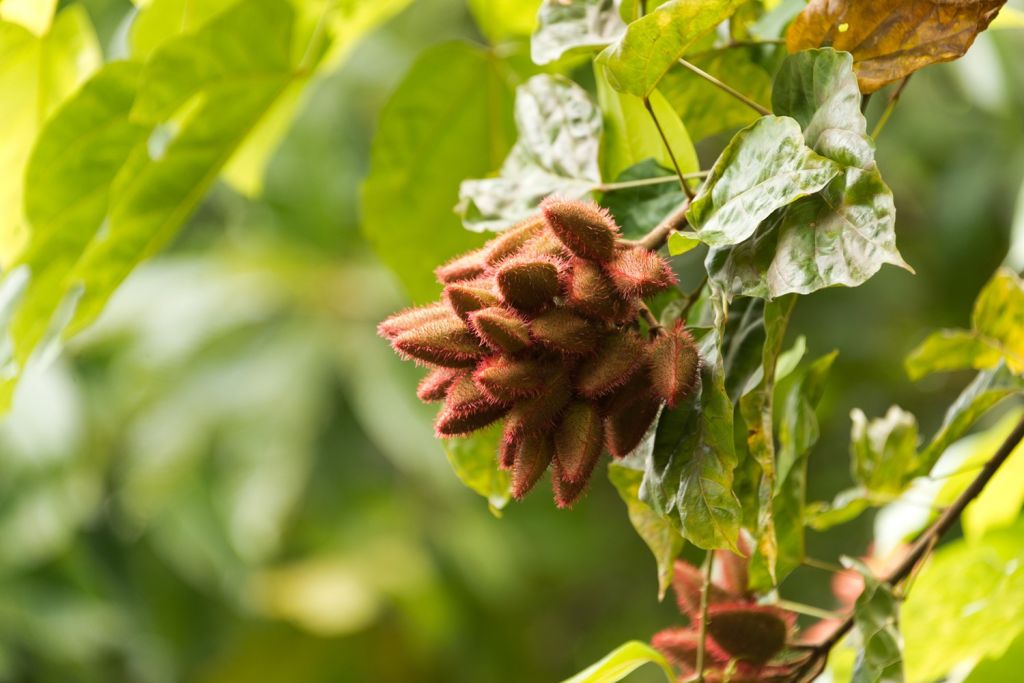 Spice plantations - Zanzibar