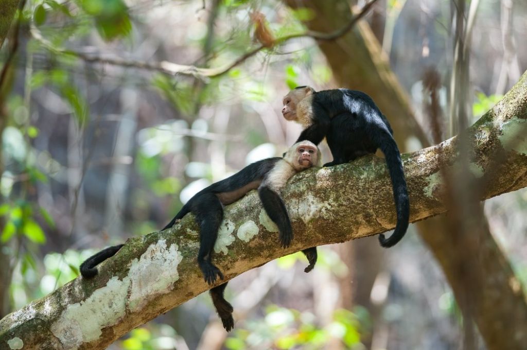 Corcovado National Park