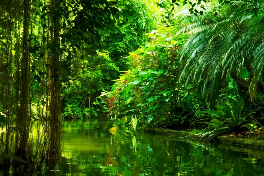 Things you need to know before traveling to a rainforest 3