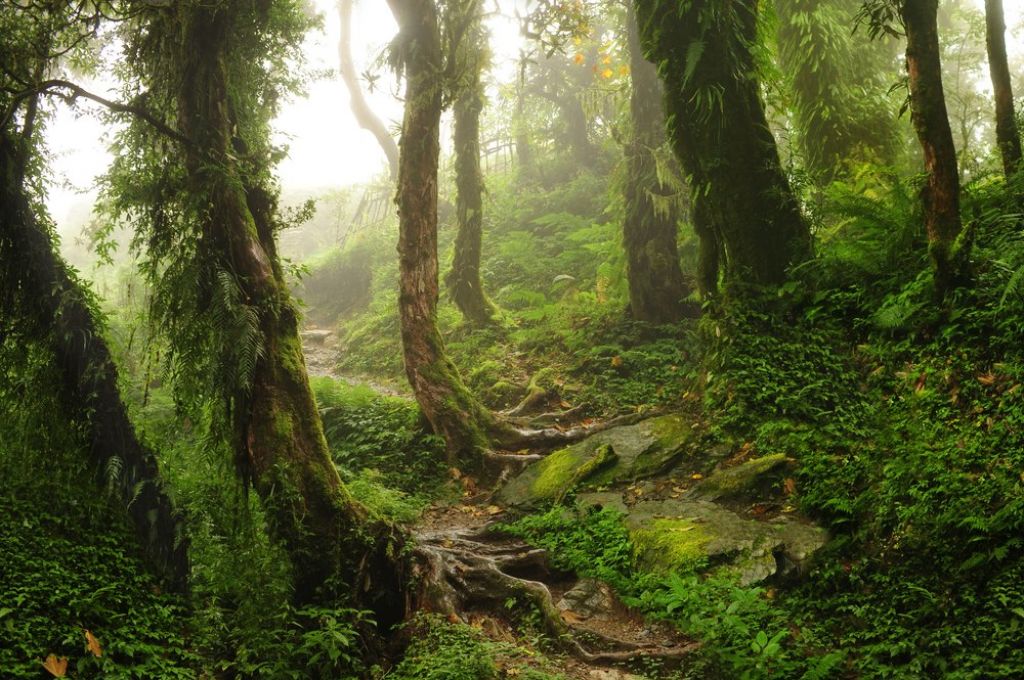 Things you need to know before traveling to a rainforest 5