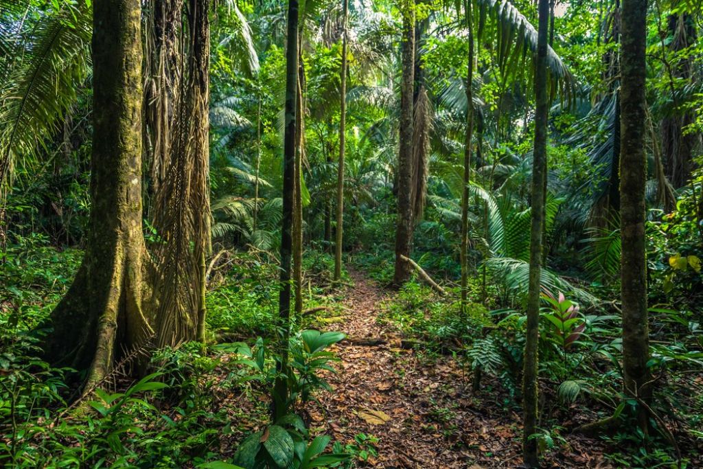 top tips for a rainforest tour 3