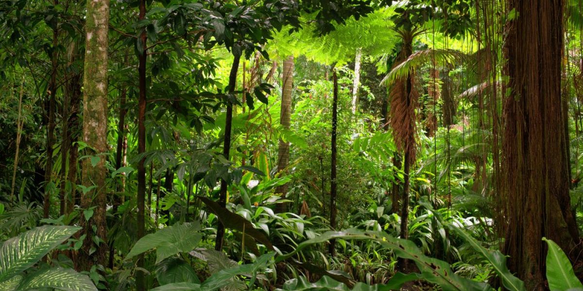 top tips for a rainforest tour
