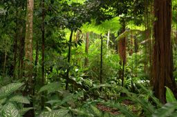 top tips for a rainforest tour