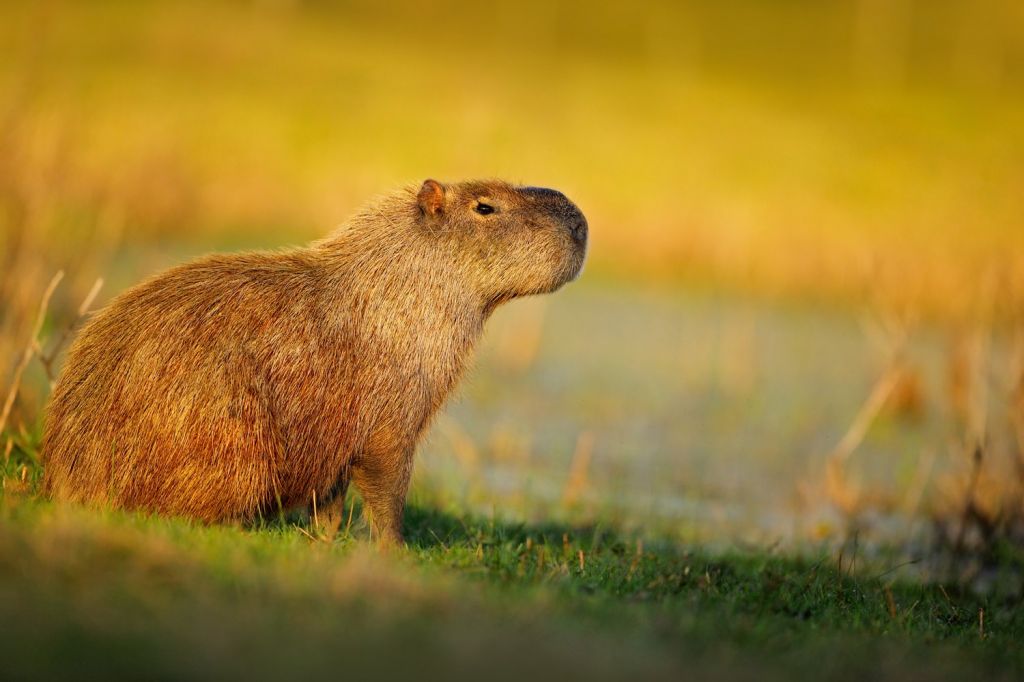 CAPYBARA