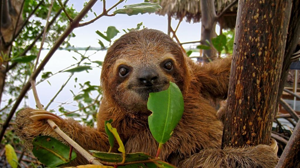 BROWN-THROATED THREE-TOED SLOTH