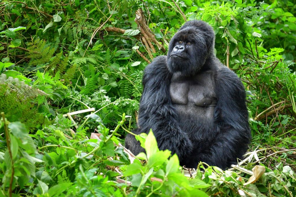 mountain gorilla