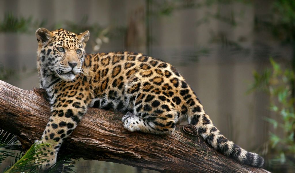 JAGUAR