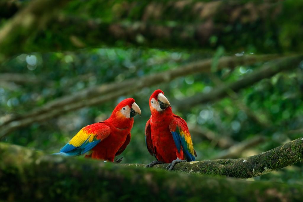 SCARLET MACAW