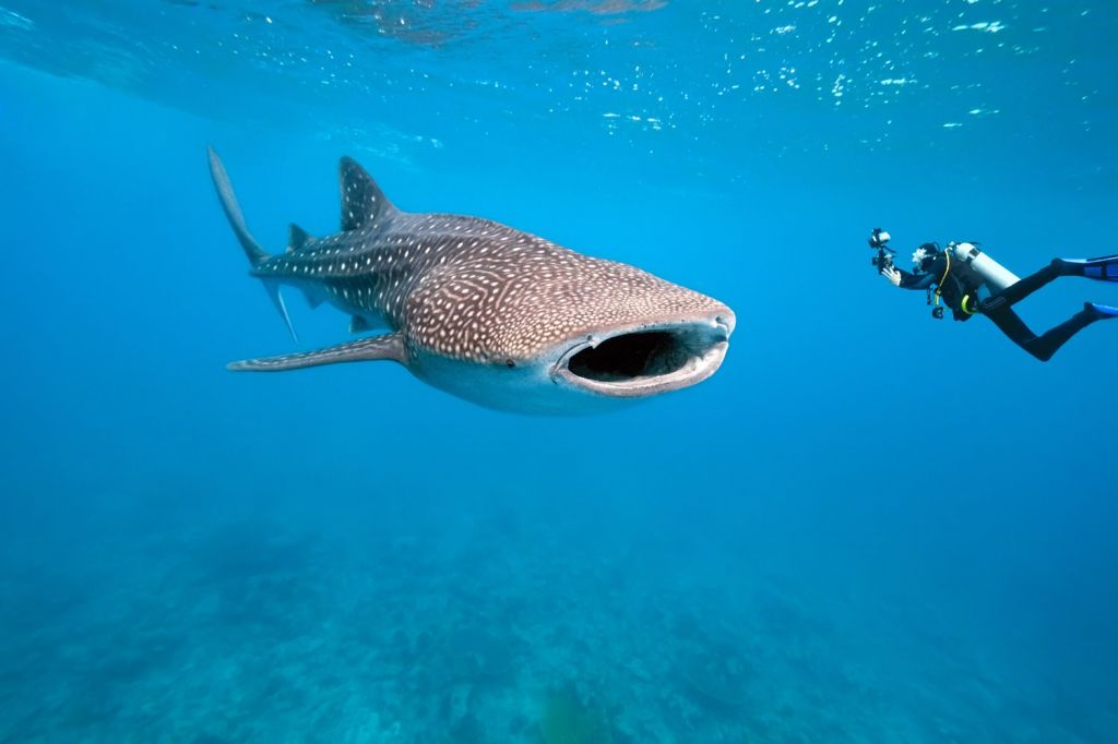Visit Isla Holbox, a palace of Whale Sharks