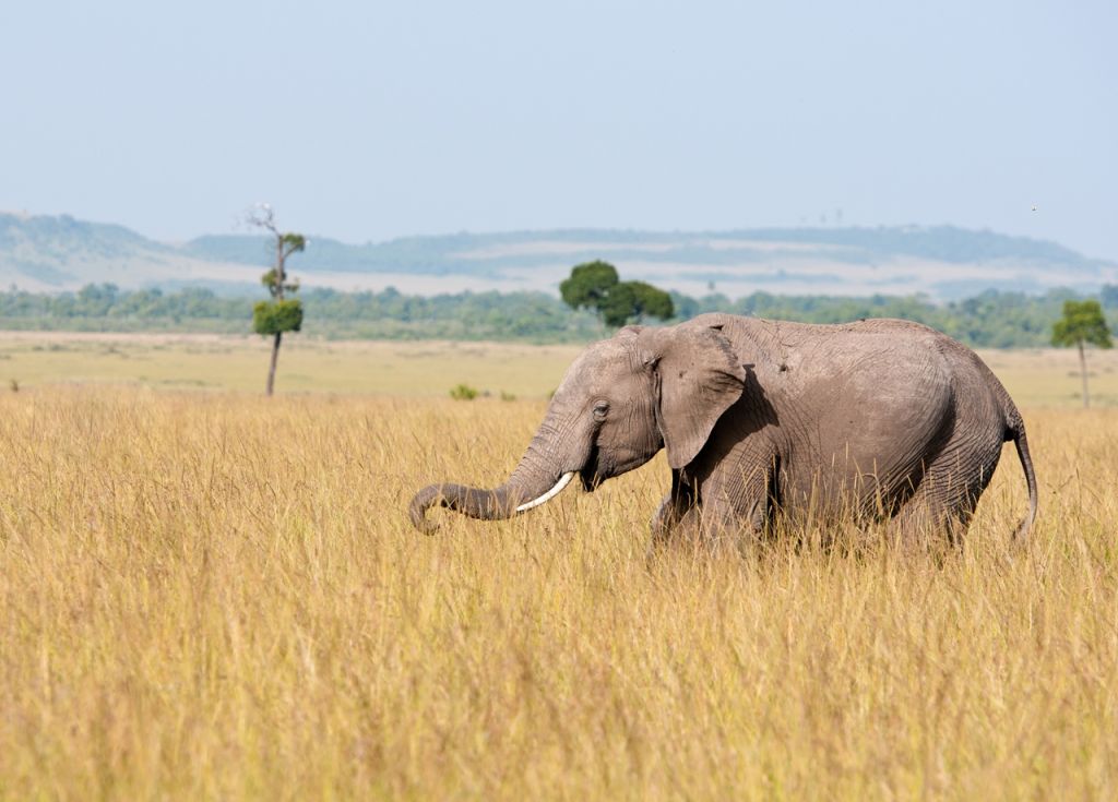 Masai Mara Africa