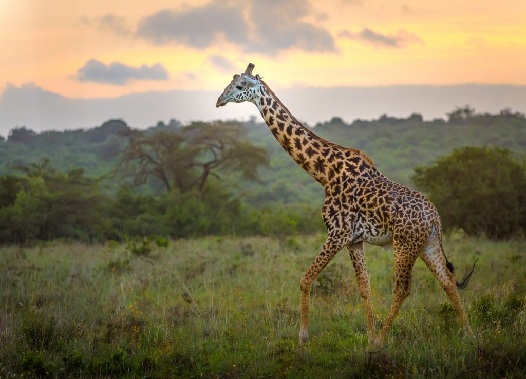 Nairobi National Park Africa