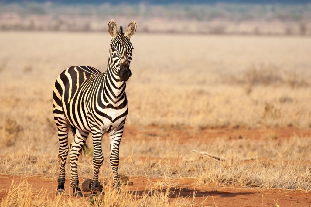 Tsavo National Park Africa