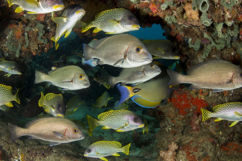 coral reefs and marine life Mozambique