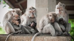 Secret Monkey Forest in Ubud, Bali