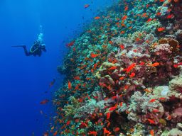 Zanzibar Diving and Snorkelling in the Indian Ocean