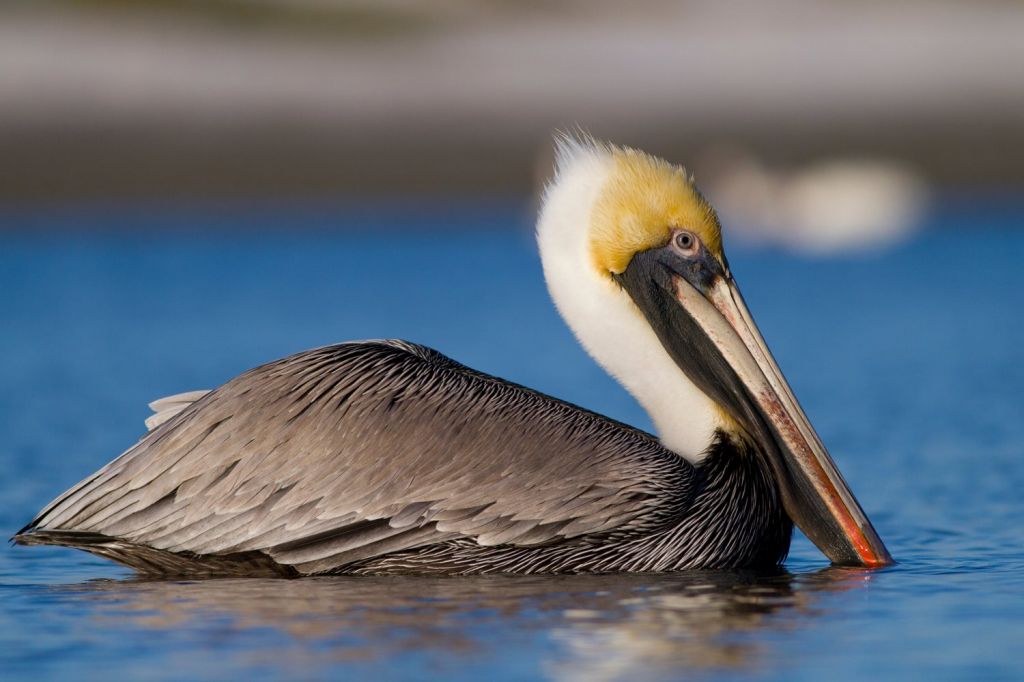 brown pelican