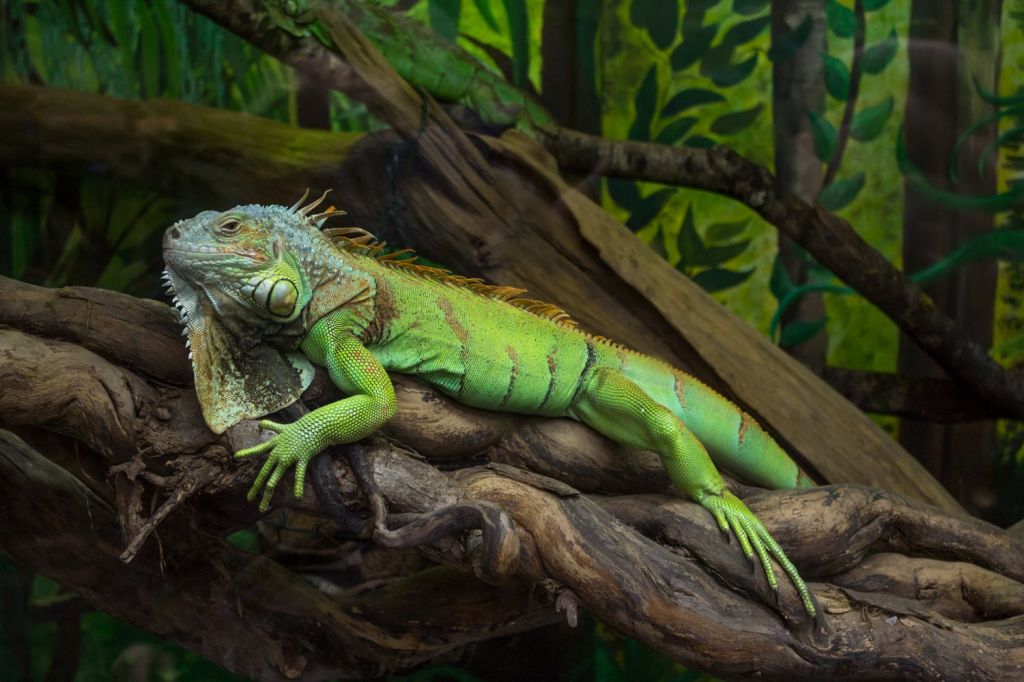 green iguana