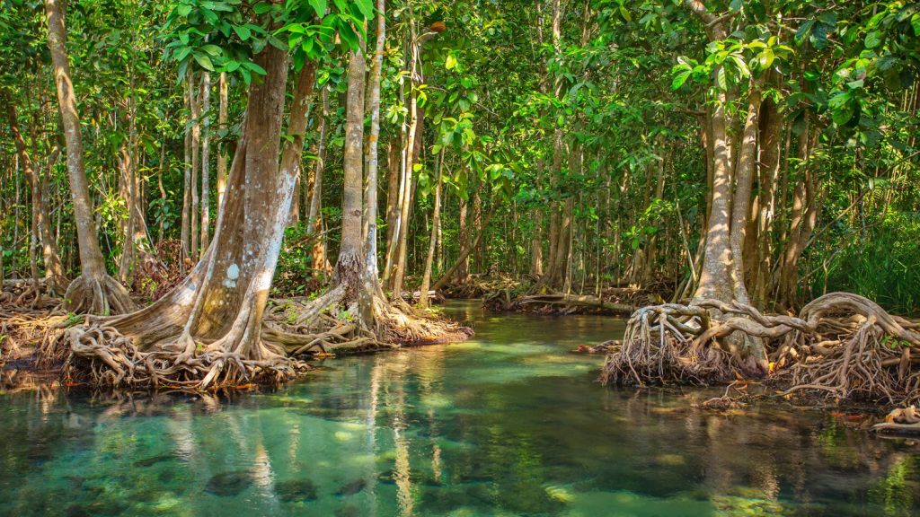 mangrove swamps